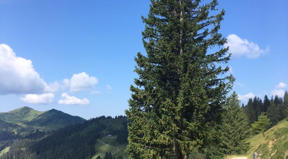 Alpweg Richtung Berghaus Schwaben