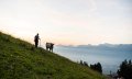 Die Wanderung führt vorbei an Alpweiden © Tourismus Hörnerdörfer - F. Kjer