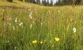 Blumenwiese am Ofterschwanger Horn © Tourismus Hörnerdörfer, MA