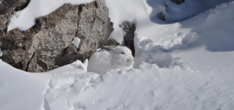 Spurensuche im Schnne © Alpinium, A. Werth