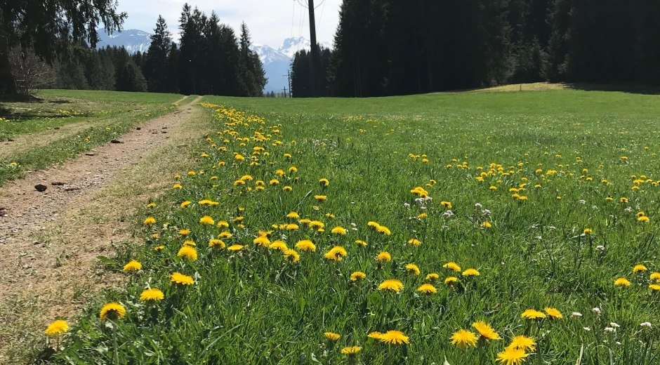 Wiesenweg Richtung Fischen-Weiler