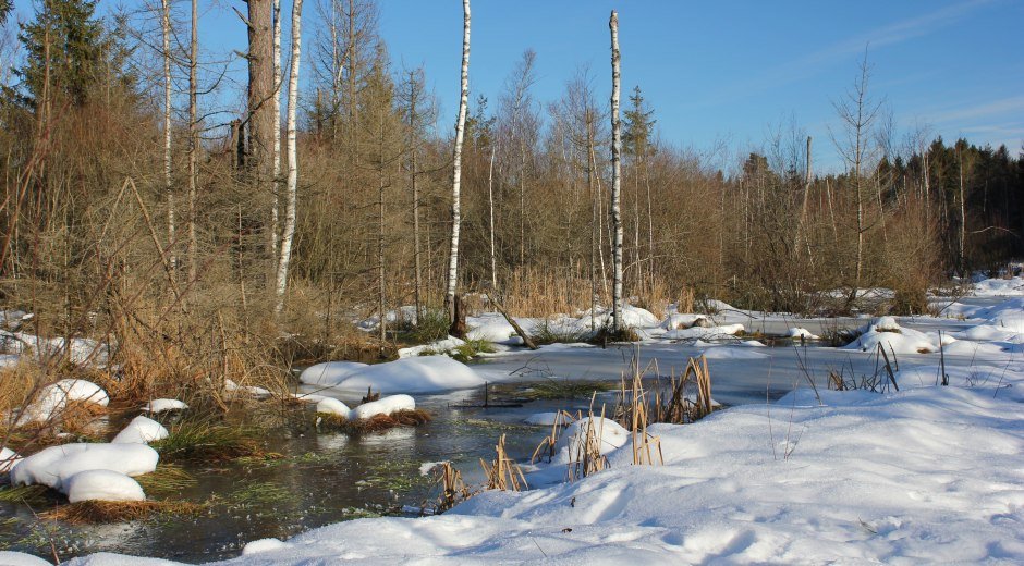 Winter im Werdensteiner Moos