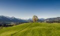 Wittelsbacher Höhe bei Ofterschwang im Frühling © Eren Karaman