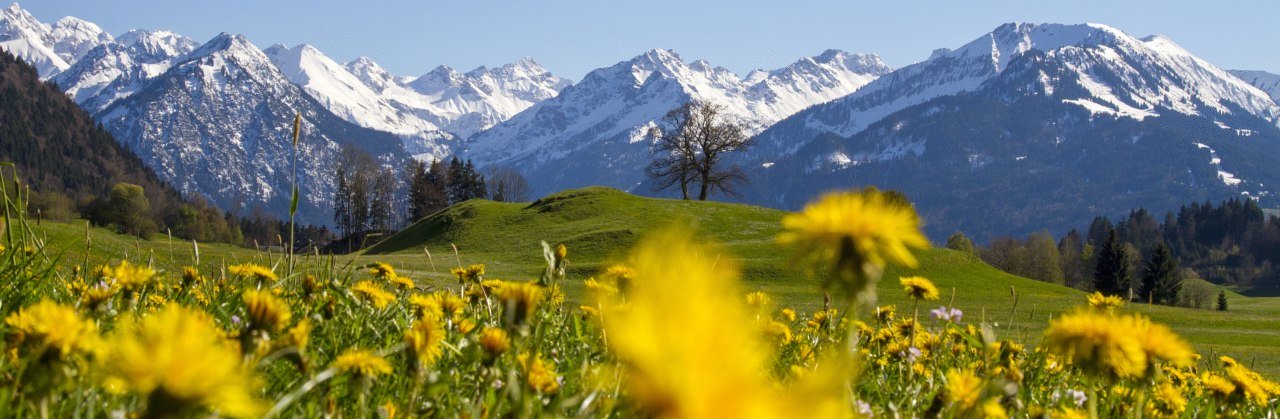 Blick auf die noch mit Schnee bedeckten Alpenkette über eine Löwenzahnwiese im oberallgäuer Frühling © Dominic Ultes