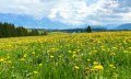 Löwenzahnblüte in Ofterschwang im Allgäu © Tourismus Hörnerdörfer, M. Redecker