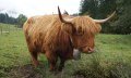 Im Ostertal gibt es prächtige Sichtungen © Tourismus Hörnerdörfer, M. Redecker