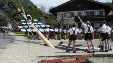 Die ersten Löwenzahnwiesen stehen in voller Blüte und es wieder grün wird im Allgäu. Die Tradition gebietet es, das frische Grün mit dem Maibaumaufstellen zu begrüßen. © ©Gemeinde Burgberg