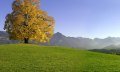 Alte Friedensliende im Herbstlaub auf der Wittelsbacher Höhe bei Ofterschwang. © Tourismus Hörnerdörfer, S. Bruckmeier