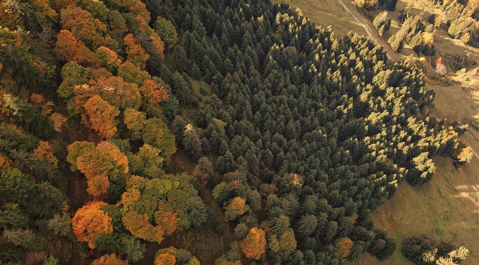 Bild24_Wald von oben_Konrad Zettler © Naturpark Nagelfluhkette