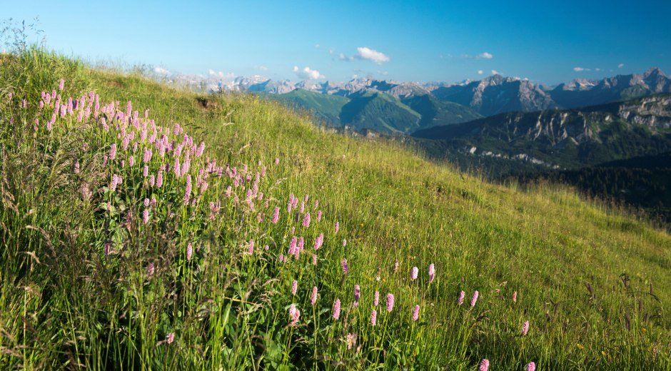 360Grad Bergblick auf dem Riedberger Horn © Tourismus Hörnerdörfer, K.P. Kappest