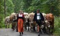 Kühe werden durch das Steigbachtal getrieben © Thomas Gretler