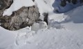 Spurensuche im Schnne © Alpinium, A. Werth