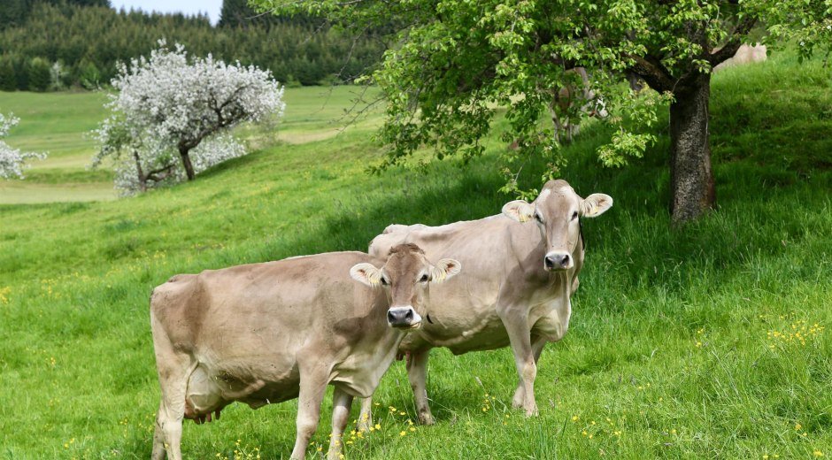 Bergbauern-Sennerei Hüttenberg - Auf der Weide © Bergbauern-Sennerei Hüttenberg