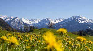 Blick auf die noch mit Schnee bedeckten Alpenkette über eine Löwenzahnwiese im oberallgäuer Frühling © Dominic Ultes