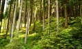 Wald am Gaisrücken © Tourismus Hörnerdörfer, M. Redecker