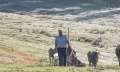 Rinder auf dem Almhof Lässer in Balderschwang © Almhof Lässer