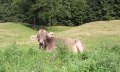 allgäuer Braunvieh