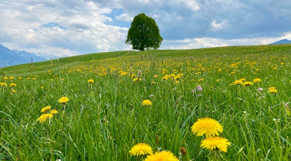 Wittelsbacher Höhe zur Löwenzahnblüte © Tourismus Hörnerdörfer