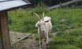 Gaißbock - geht auch gerne mal alleine spazieren :)