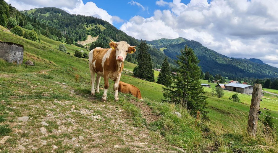 Mastrind © Ferienhof Alpe Berg - Balderschwang