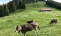 Alpe Fahnengehren © Tourismus Hörnerdörfer GmbH