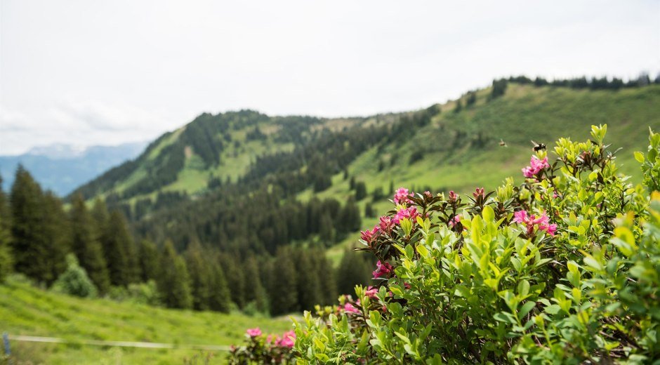 Mit etwas Glück sieht man die Alpenrosen blühen © Tourismus Hörnerdörfer - F. Kjer