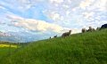 Schafe auf der Wiese bei Schweineberg