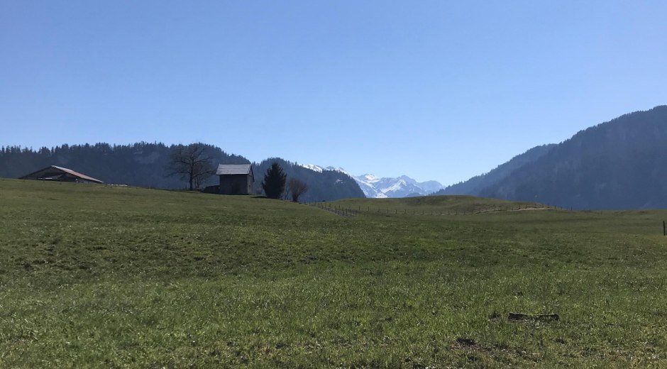 Grüne Wiesen und schneebedeckte Berge