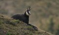 Gamsbeobachtung © Zentrum Naturerlebnis Alpin, H. Werth