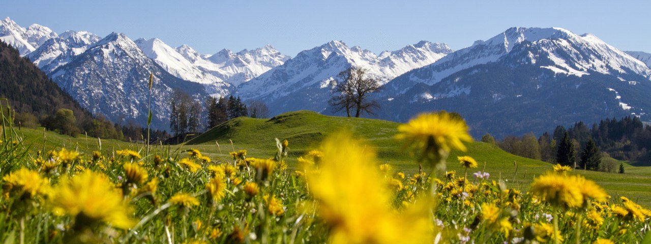 Blick auf die noch mit Schnee bedeckten Alpenkette über eine Löwenzahnwiese im oberallgäuer Frühling © Dominic Ultes