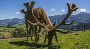 alpenwildpark_1