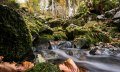 Wanderwege entlang wildromantischer Bäche und en Hörnerdörfern im Allgäu © Tourismus Hörnerdörfer, F. Kjer