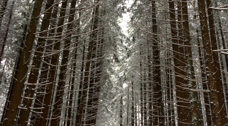 Winterlandschaft im Wald bei der Wittelsbacher Höhe bei Schweineberg © Tourismus Hörnerdörfer, M. Redecker