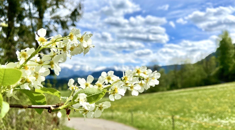 Frühlingsblüte am Hochwiesweg © Tourismus Hörnerdörfer GmbH