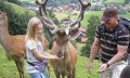 Die Erlebnisfütterung der Wildtiere und eine kl... © Alpenwildpark