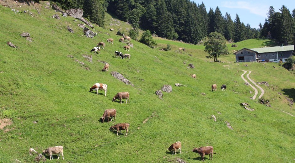 Klösterle Alpe