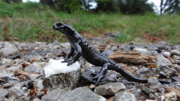 Ausstellung_Alpensalamander © Moning Dr. Christoph