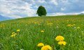 Wittelsbacher Höhe zur Löwenzahnblüte © Tourismus Hörnerdörfer