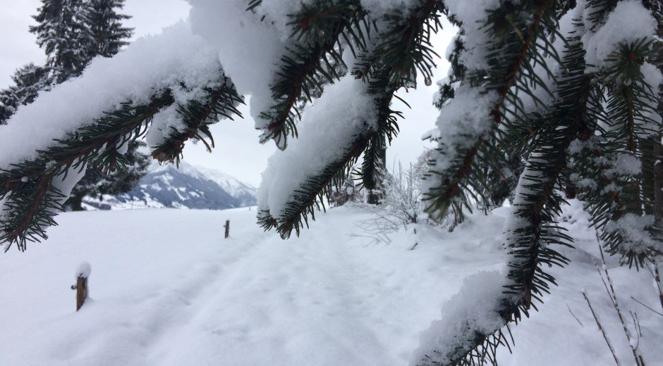 Kurzer Pfad durch den Schnee zur Wittelsbacher Höhe bei Schweineberg © Tourismus Hörnerdörfer, M. Redecker