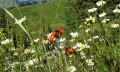 Blumenpracht © Naturpark Nagelfluhkette