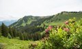 Mit etwas Glück sieht man die Alpenrosen blühen © Tourismus Hörnerdörfer - F. Kjer