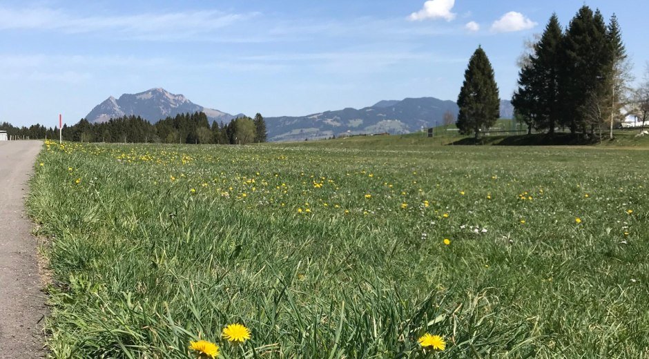 Löwenzahn am Wegesrand © Tourismus Hörnerdörfer, L. Renn