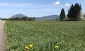 Löwenzahn am Wegesrand © Tourismus Hörnerdörfer, L. Renn