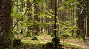 Meditative Naturwanderung © Tourismus Hörnerdörfer, F. Kjer