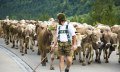 Almabtrieb im Oberallgäu © Dominic Ultes