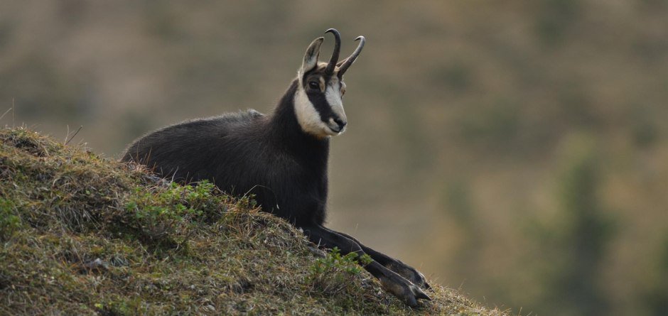 Gamsbeobachtung © Alpinium, H. Werth