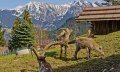 Alpenwildpark in Obermaiselstein - Steinböcke © Alpenwildpark