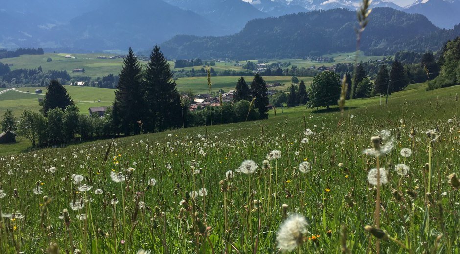Felder voller Löwenzahn