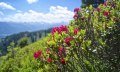 Alpenrosenblüte am Rangiswanger Horn © Tourismus Hörnerdörfer