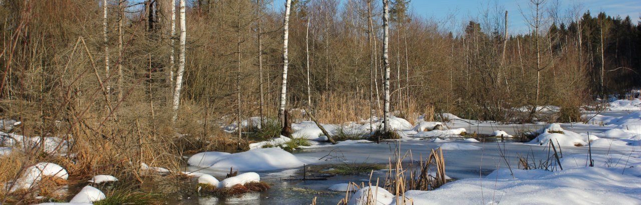 Winter im Werdensteiner Moos